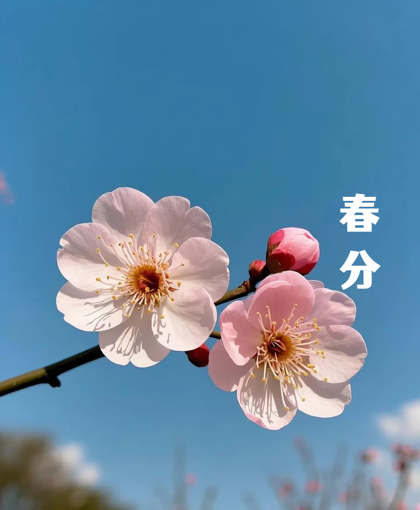 春分||花间一壶酒，莫负好时光